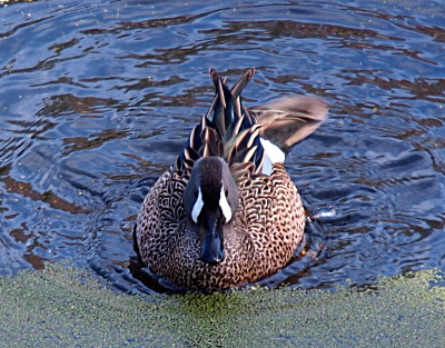 [This duck is swimming toward the camera. It has a white stripe on its face which extends from one eye to the other eye by going under the bill. Most of its feathers are brown and white. There is a blue feather visible on the right side of the image. This duck swims right at the edge of the clear water and the algae-covered water.]